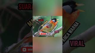 Download lagu suara masteran panca warna gacor@brotherags mp3 Download lagu suara masteran panca warna gacor@brotherags mp3