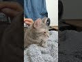 Grey Tabby Cat And His Grey Blanket Shorts