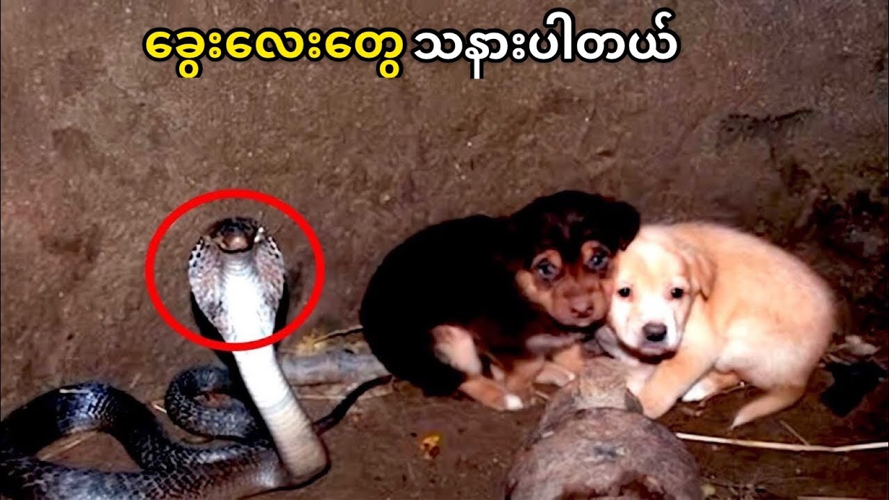 မြွေဟောက်ကြီးရှိနေတဲ့ ရေတွင်းထဲကြသွားတဲ့ ခွေးပေါက်လေးနှစ်ကောင် ဘာဖြစ်သွားလဲ