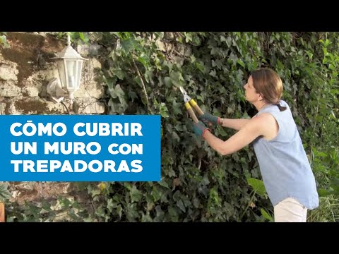 ¿Cómo cubrir un muro con trepadoras?