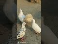 Laila Top pigeons laka kabutar #asmr #trending #kabutar