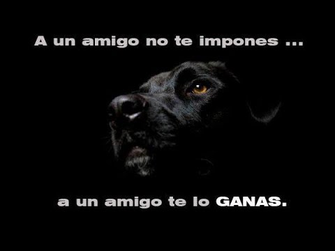 Adiestramiento Canino || NO se trata de dominancia [Refuerzo positivo]