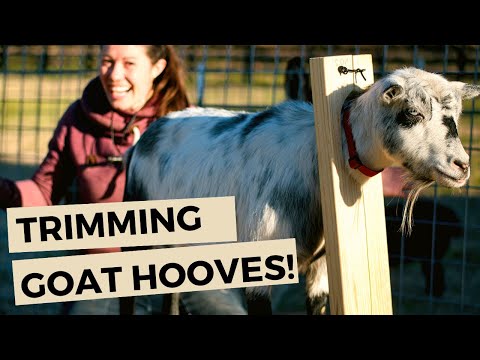 , title : 'Goat Care: Trimming Hooves, Giving Shots, Pregnancy Tests // Homesteading'