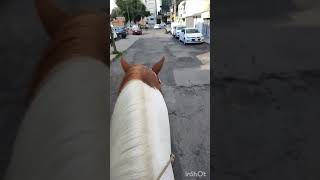 Montez de durango - El huérfano