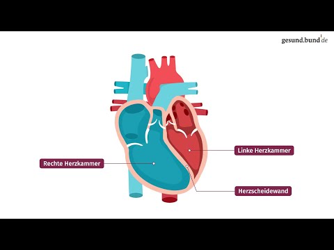 How does the heart work?