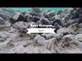 2018 Egypt Baby Octopus, Octopus, Oktopus, Baby Octopus, Oktopus Nachwuchs, Ducks Dive Center, Mangrove Bay, El Quseir, Ägypten, El Quseir bis Port Ghalib