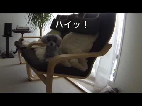 犬に名前を教える方法