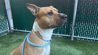 Scooby 235715 having an evening stroll!