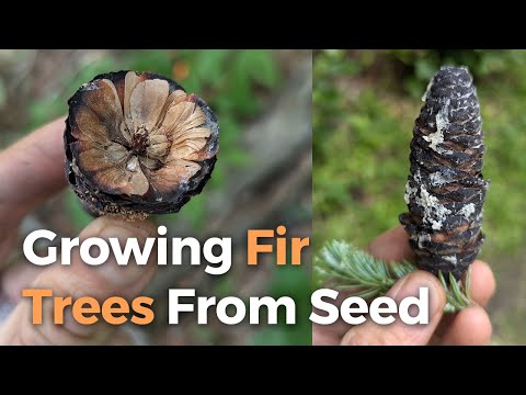 How to Grow Fir Trees From Seed