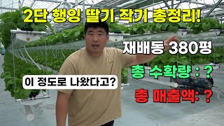 2단 행잉베드 딸기 한 작기 총정리! 실제 수확량·매출 전부 공개