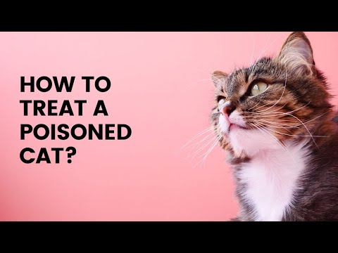 How to Treat a Poisoned Cat || How to treat a poisoned cat at home