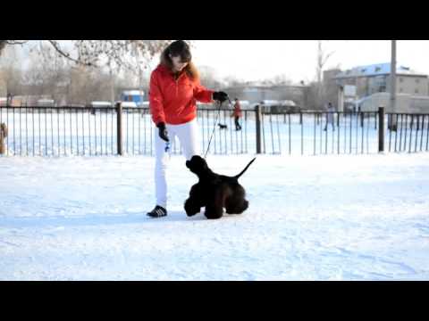 Happytail's Home Darwin