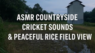 Download lagu 'Pedesaan ASMR | Suara Jangkrik & Pemandangan Sawah yang Damai' mp3