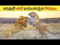 యుద్ధం అంటే ఈ క్రూరమృగాలిదే Most Wanted Fight Tiger 