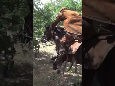 Carreira bonita #romariofeitosa #pegadeboinomato