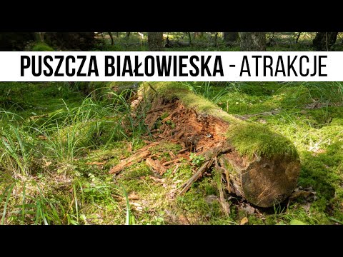 Atrakcje Puszczy Białowieskiej - co WARTO zobaczyć w miejscu z listy UNESCO?