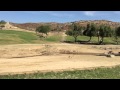 Antelopes At San Diego Safari Park