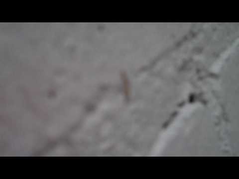 Biston Betularia found on NYC Wall