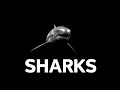 SHARKS SLOWED REVERB Imagine Dragons