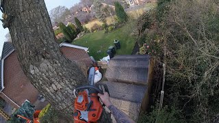 A large Oak removal