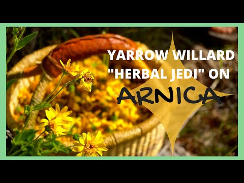 Arnica Harvesting and Uses with Herbalist Yarrow Willard | Harmonic Arts