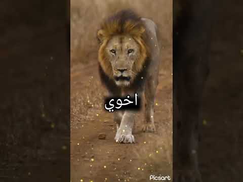 اخوي فدوه لسمك لايك ستوريات #explore #love #car #edit #poetry #song #ex