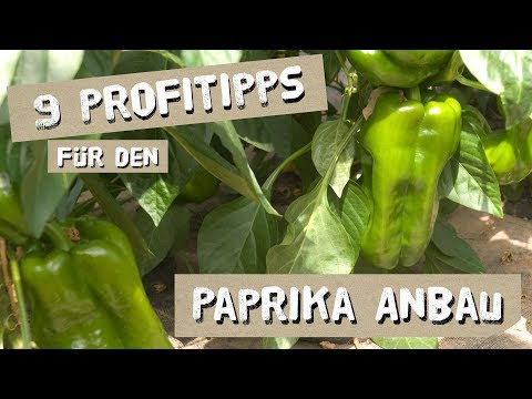 , title : '9 Tipps für den erfolgreichen Paprika-Anbau - Düngen, Königsblüte, Ausgeizen, uvm'