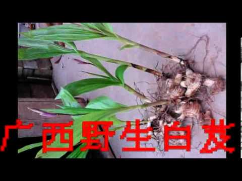 白芨栽培技术, 白芨种植技术, 白芨种苗, 白芨种子