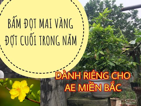 BẤM ĐỌT MAI VÀNG ĐỢT CUỐI TRONG NĂM ÂM LỊCH