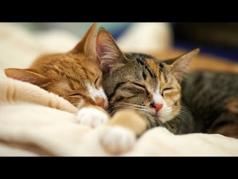 Baby Cat Cute Cat || Too Sweet Cat Kitten