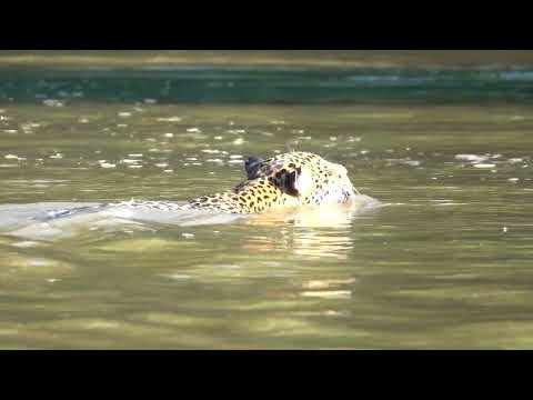 Jaguar Porto - Jofree - Pantanal 8-6-23 Howard Vaughan