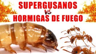 SUPERGUSANOS VS HORMIGAS DE FUEGO | Experimentos con Mike