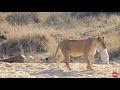 Lioness moving a white lion cub