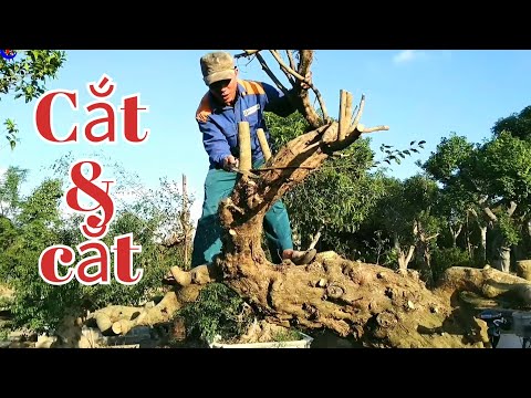 Mr Hải Đồng cắt sửa cây Long khủng