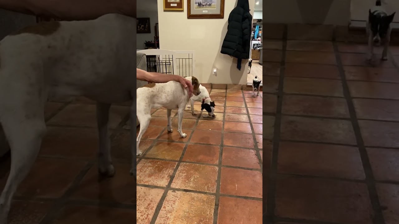 Enlarge Cottontail 0199, a Adoptable mixed breed in LOXAHATCHEE, FL video 6/6