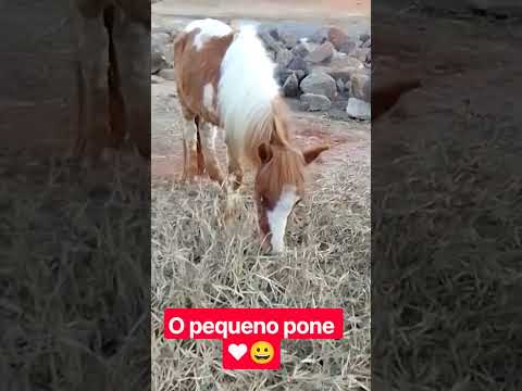 o pequeno pone,,criador Marcelo Rezende, Mendes Pimentel MG Brasil.