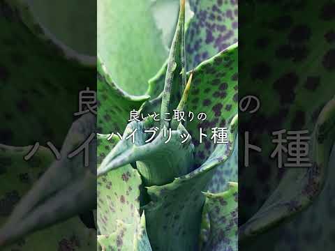 今年最初に咲く花は何ですか 1月 2月 庭の飾り サクラソウ