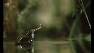 A Frog Eating a Fly