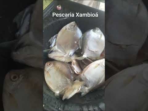 pescaria Xambioá