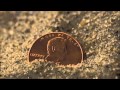 A Penny In The Sand