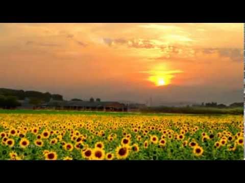 Henry Mancini - Love Theme From Sunflower