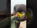 Record The Life Moments Of Elephants Elephants Eat Bread Wonderful Animals