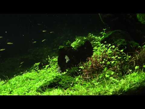 Reciprocity Aquascape 1 Year Old by James Findley