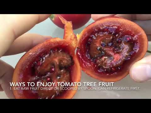 download lagu mp3 mp4 Tree Tomato Fruit, download lagu Tree Tomato Fruit gratis, unduh video klip Tree Tomato Fruit