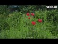 Un Per Mella Naan Sonnathum Roja Roja Kadhalar Dhinam Sasaky Nature