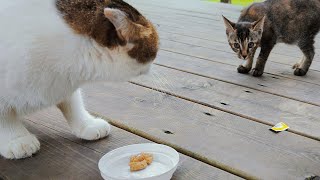Kitten wants to eat the calico cat's food
