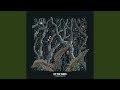 Spanish Moss