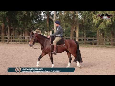 GUANABARA INVERNADA - MAPE LEILOES MAIO 2016