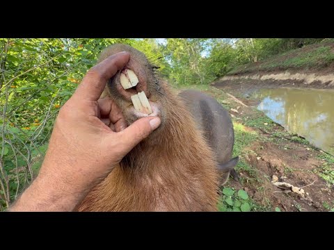 El estado legal del Santuario Libertad de Frank Cuesta deja en el aire la duda más grande de todas: si podrá seguir adelante después de la polémica