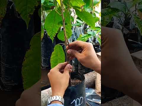 Injerto de cacao ¡Fácil y rápido! #injerto #cacao